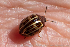Chrysolinina