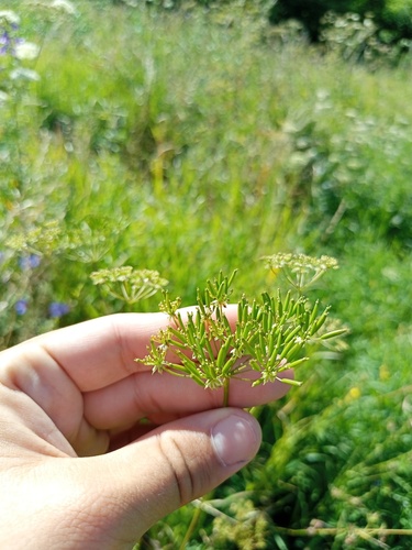 Chaerophyllum prescottii, 2026-07-18