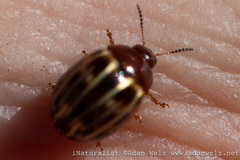 Chrysolinina
