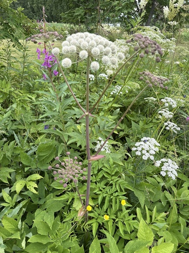 Wild Angelica