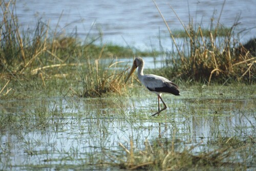 iNaturalist image