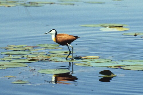 iNaturalist image