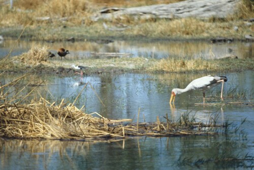 iNaturalist image