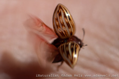 Chrysolinina
