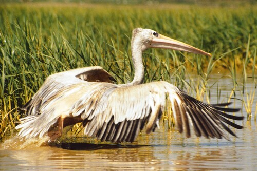 iNaturalist image
