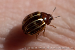 Chrysolinina