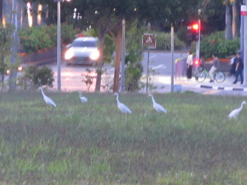 iNaturalist image