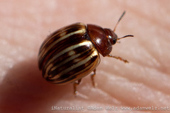 Chrysolinina