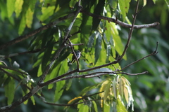 Chrysuronia coeruleogularis