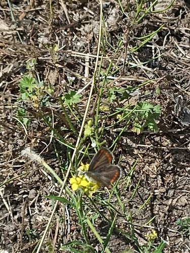 Brown Argus