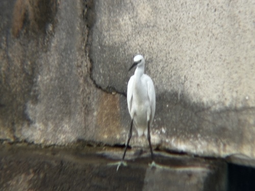 Little Egret