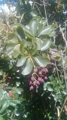 Psidium cattleyanum