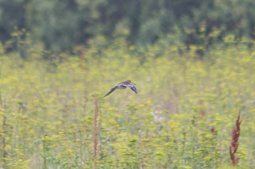 iNaturalist image