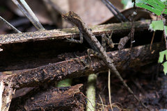 Anolis trachyderma