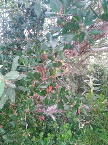 Rhoicissus digitata, photograph 3