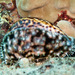 Hawaiian Tiger Cowry - Photo (c) DavidR.808, some rights reserved (CC BY-NC), uploaded by DavidR.808