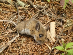 Peromyscus melanotis