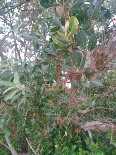 Rhoicissus digitata, photograph 5
