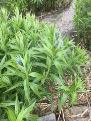 Amsonia illustris