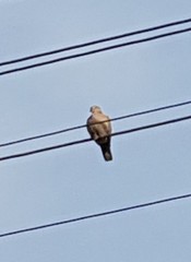 Streptopelia decaocto