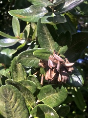 Eucryphia cordifolia