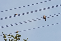 Streptopelia decaocto