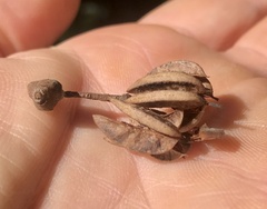 Eucryphia cordifolia