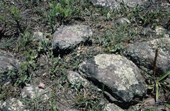 Parodia mammulosa