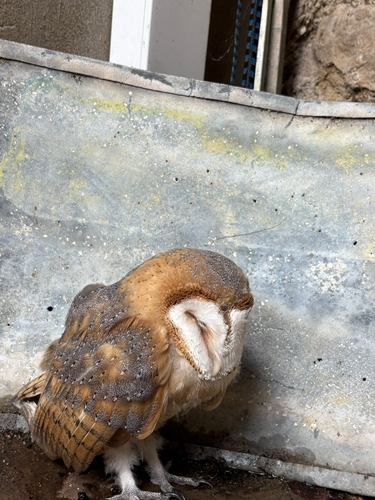 Western Barn Owl observed by mishimushi