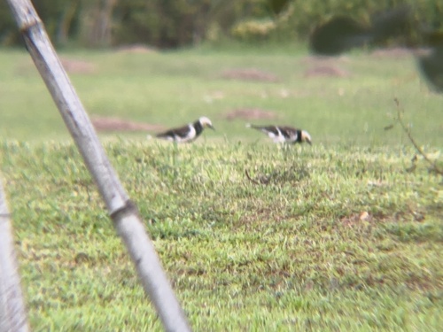 Black-collared Starling