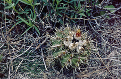 Parodia mammulosa