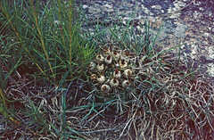 Parodia mammulosa