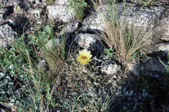 Parodia mammulosa
