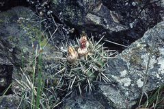 Parodia mammulosa