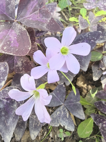 false shamrock