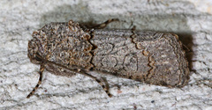 Sympistis perscripta