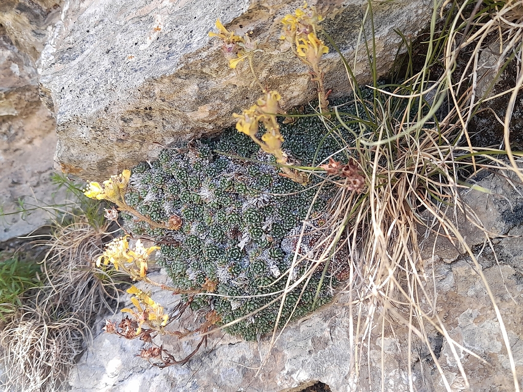 Saxifraga aretioides; photograph (c) Flavien Saboureau, some rights reserved (CC BY)