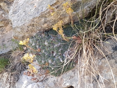 Saxifraga aretioides