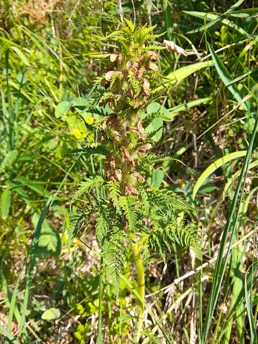 Pedicularis foliosa