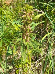Pedicularis foliosa