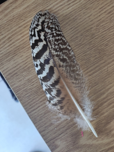 Plume de Paon bleu