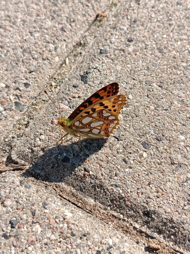 Queen of Spain Fritillary