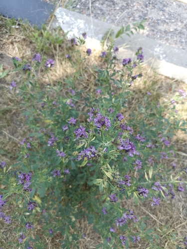 Alfalfa