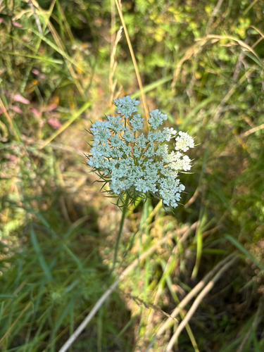 wild carrot
