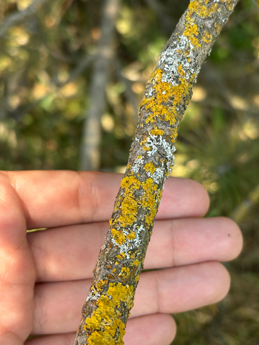 Common Sunburst Lichen