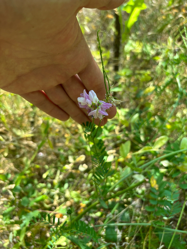 purple crownvetch