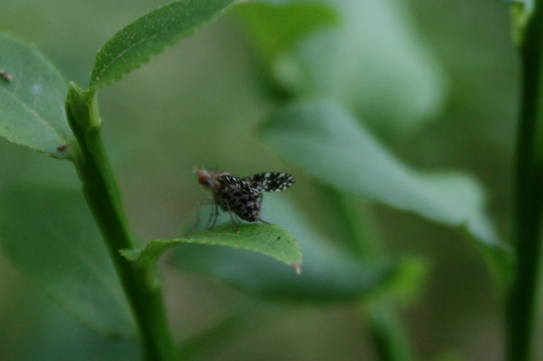 Spotted Marsh Fly