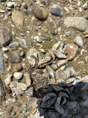 Zebra Mussel