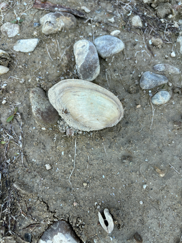 Duck Mussel