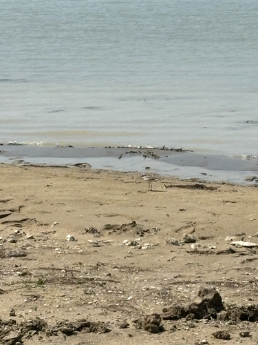 Little Ringed Plover